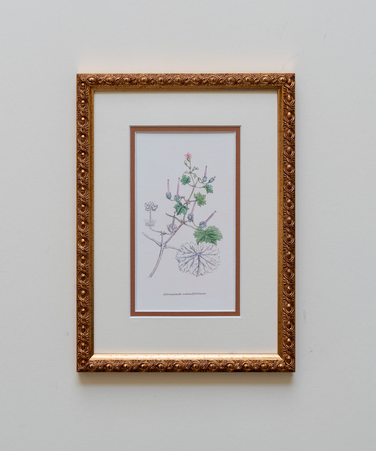 The Geraniums