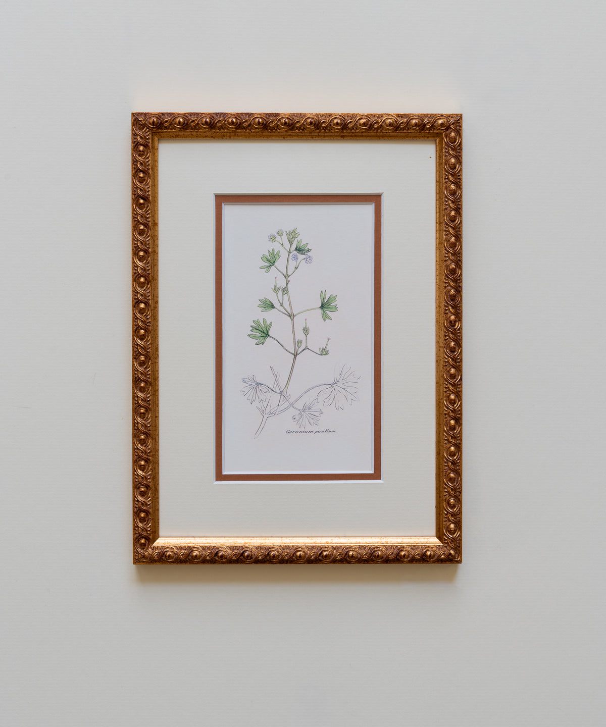 The Geraniums
