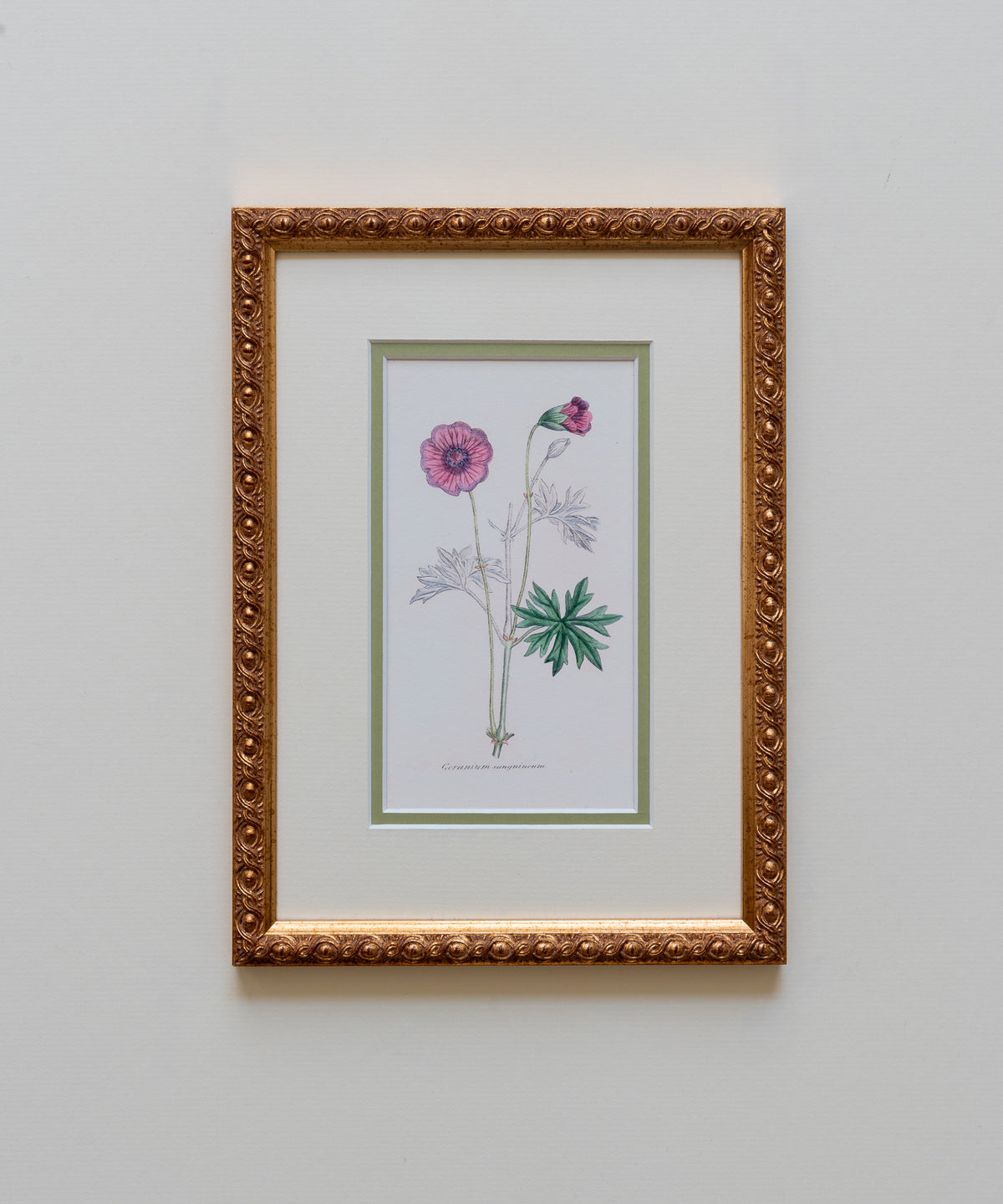 The Geraniums