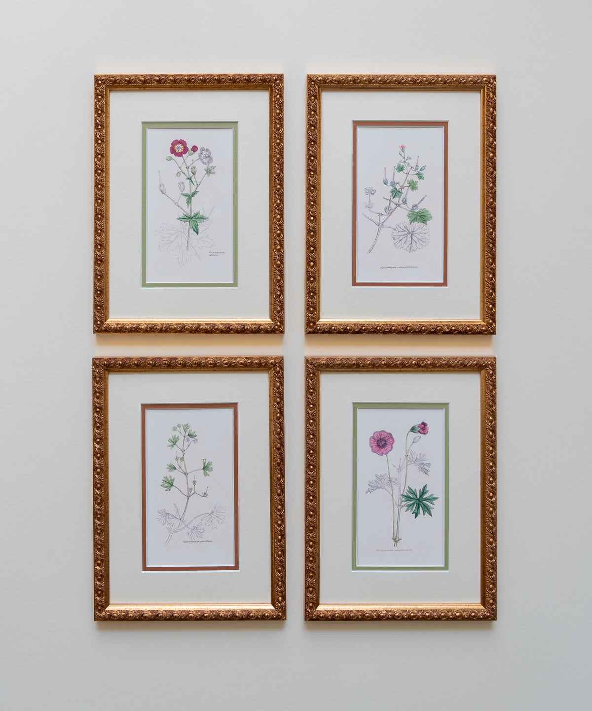 The Geraniums