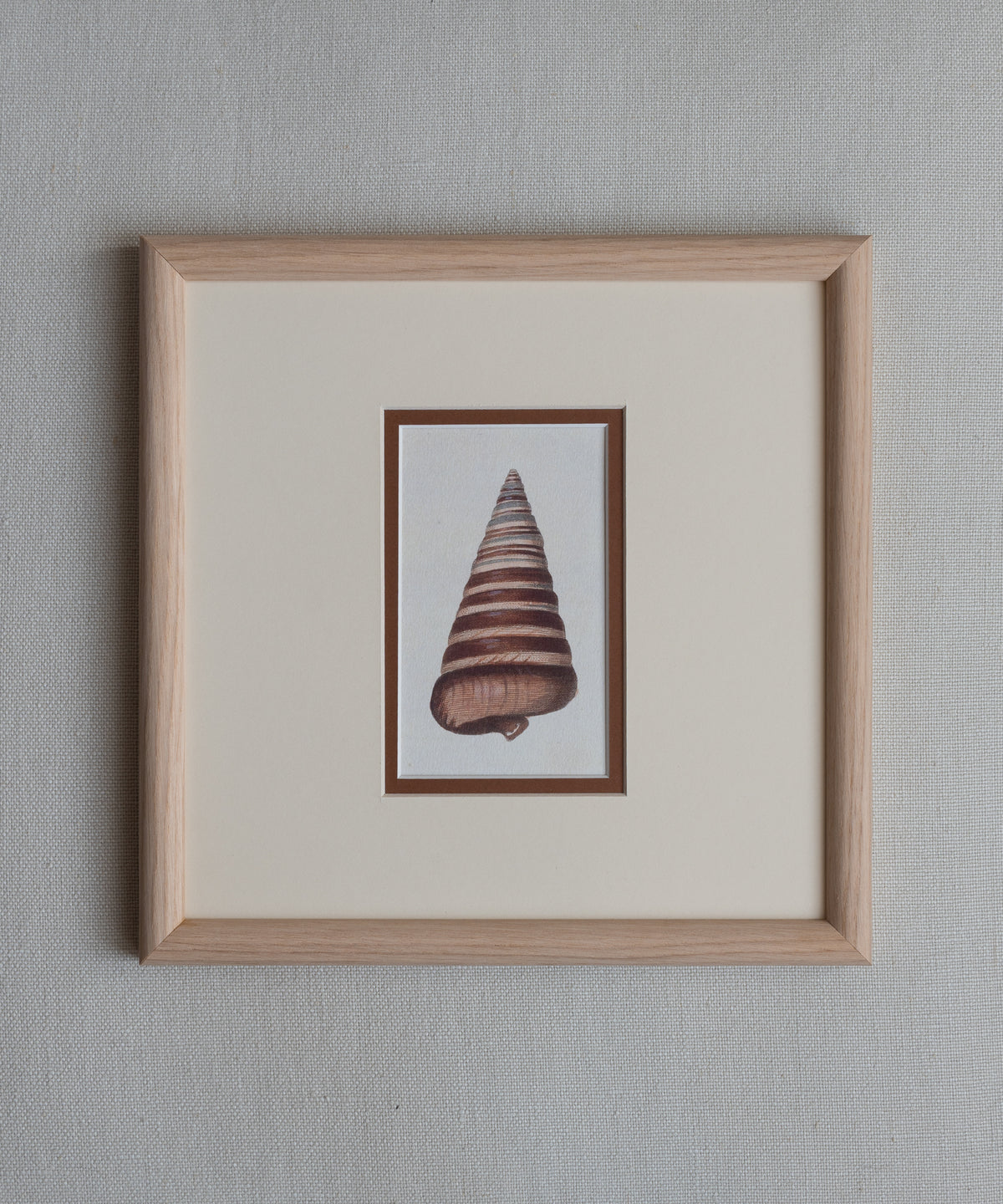 The Shells
