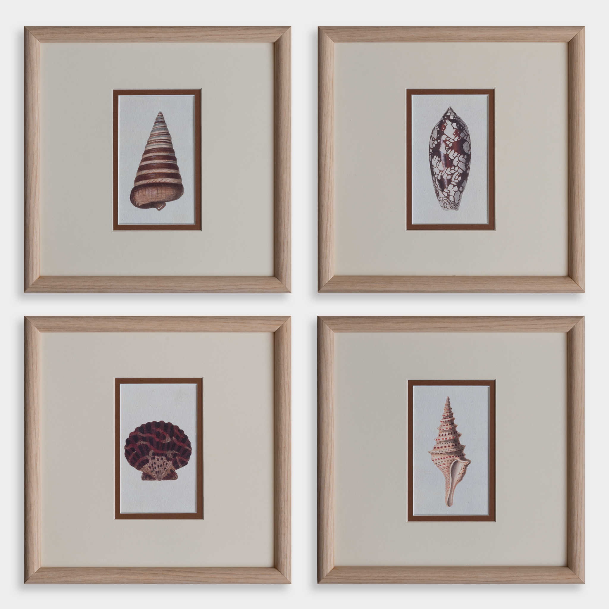 The Shells