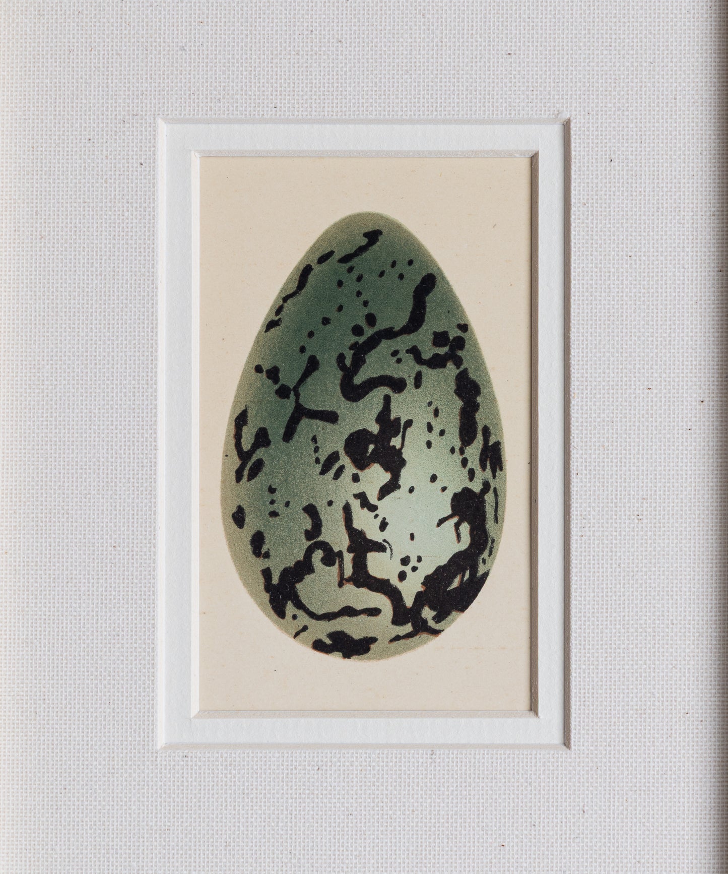 The Antique Eggs