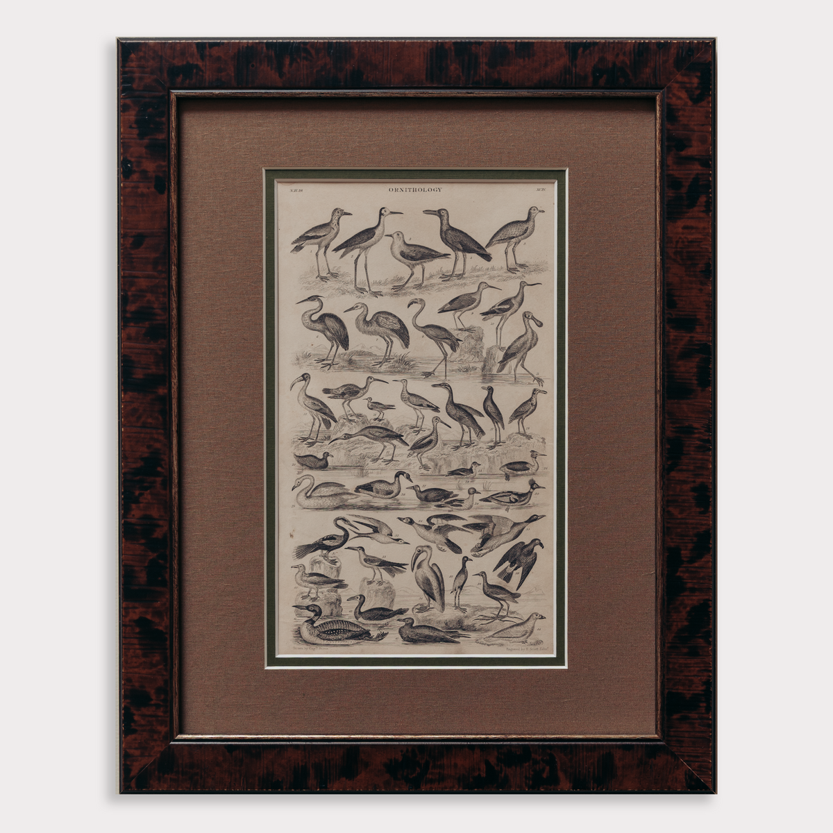 The Ornithology Plates