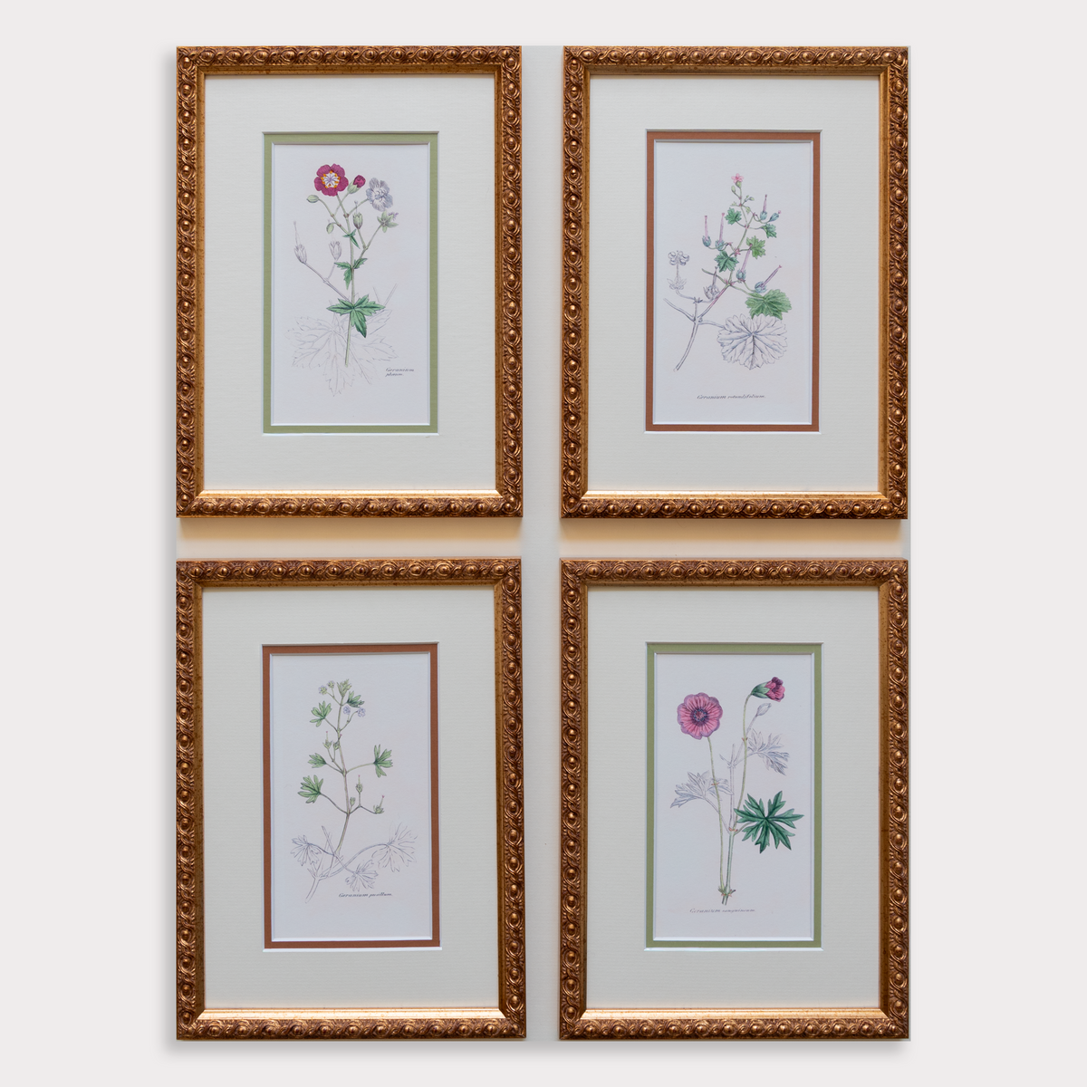 The Geraniums