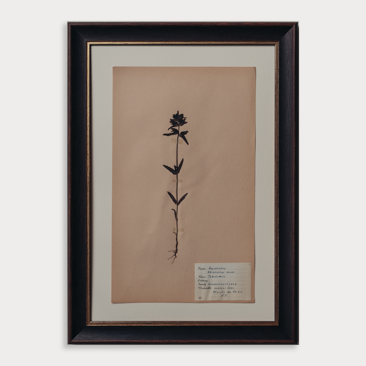 The Antique Botanicals