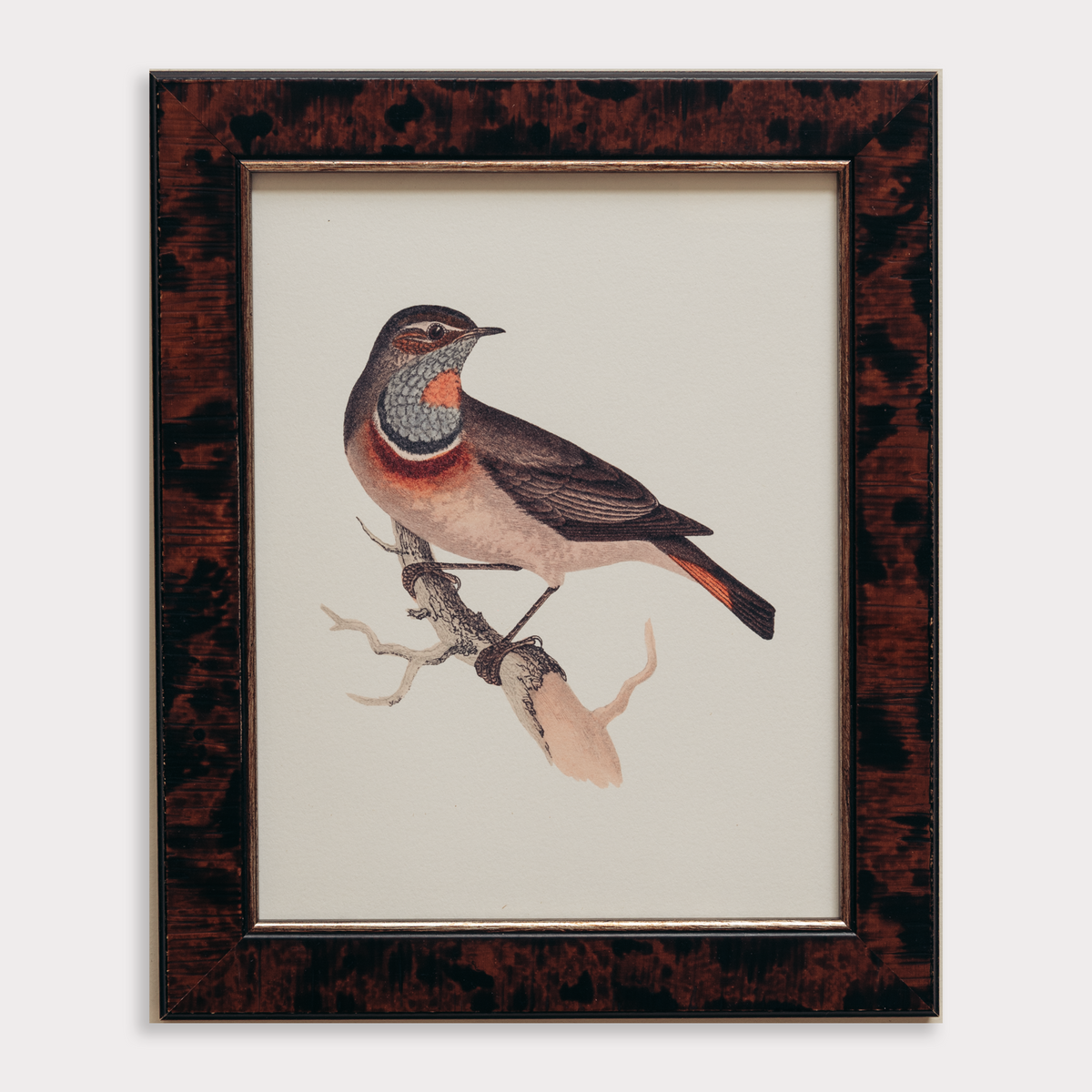 The British Birds