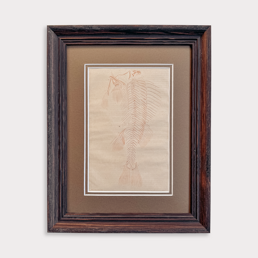 The Antique Fish Skeleton