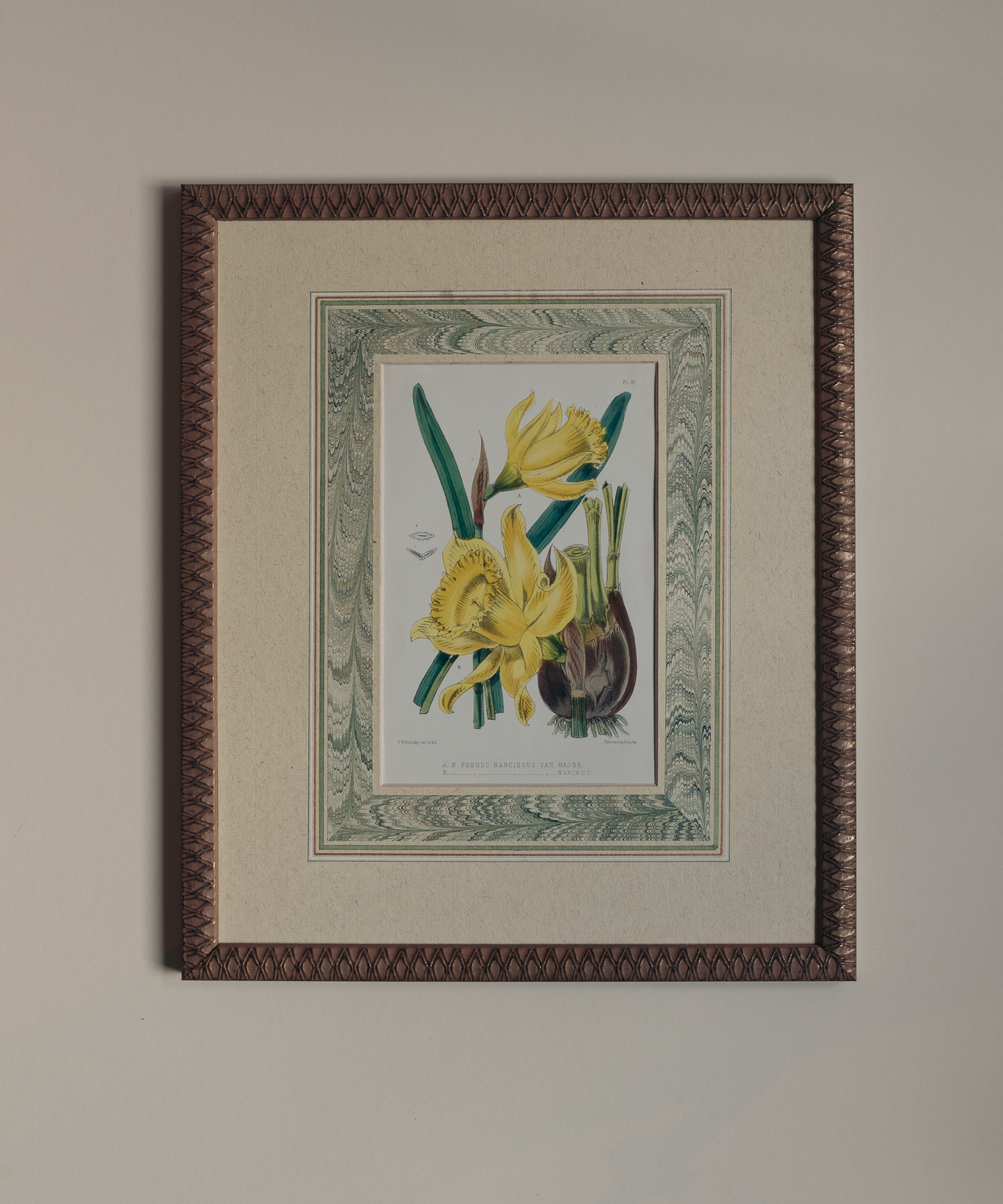 The Marla Primrose Daffodils