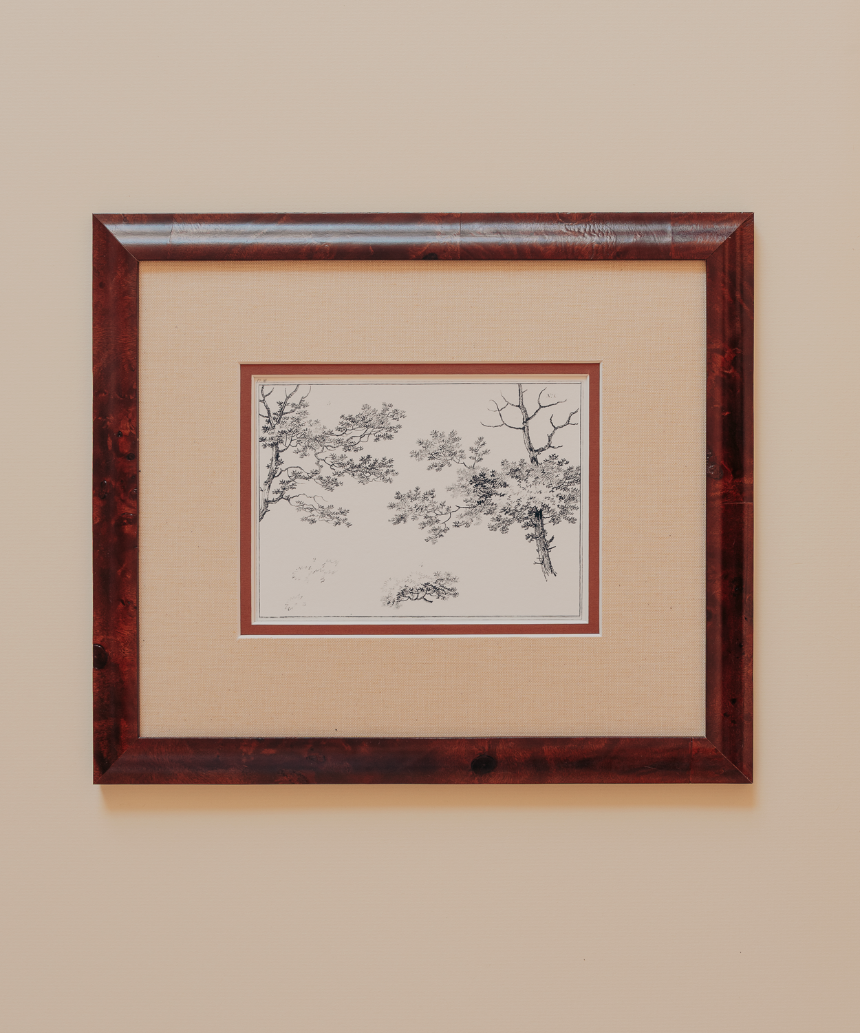 The Ancient Trees