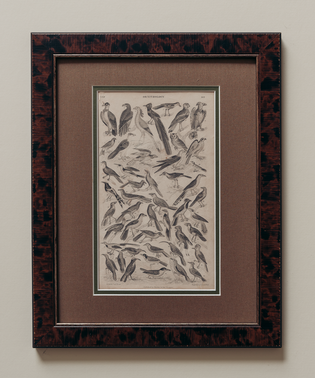 The Ornithology Plates