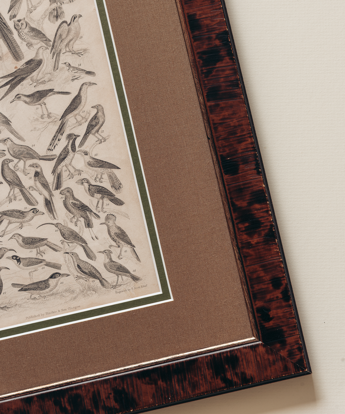 The Ornithology Plates