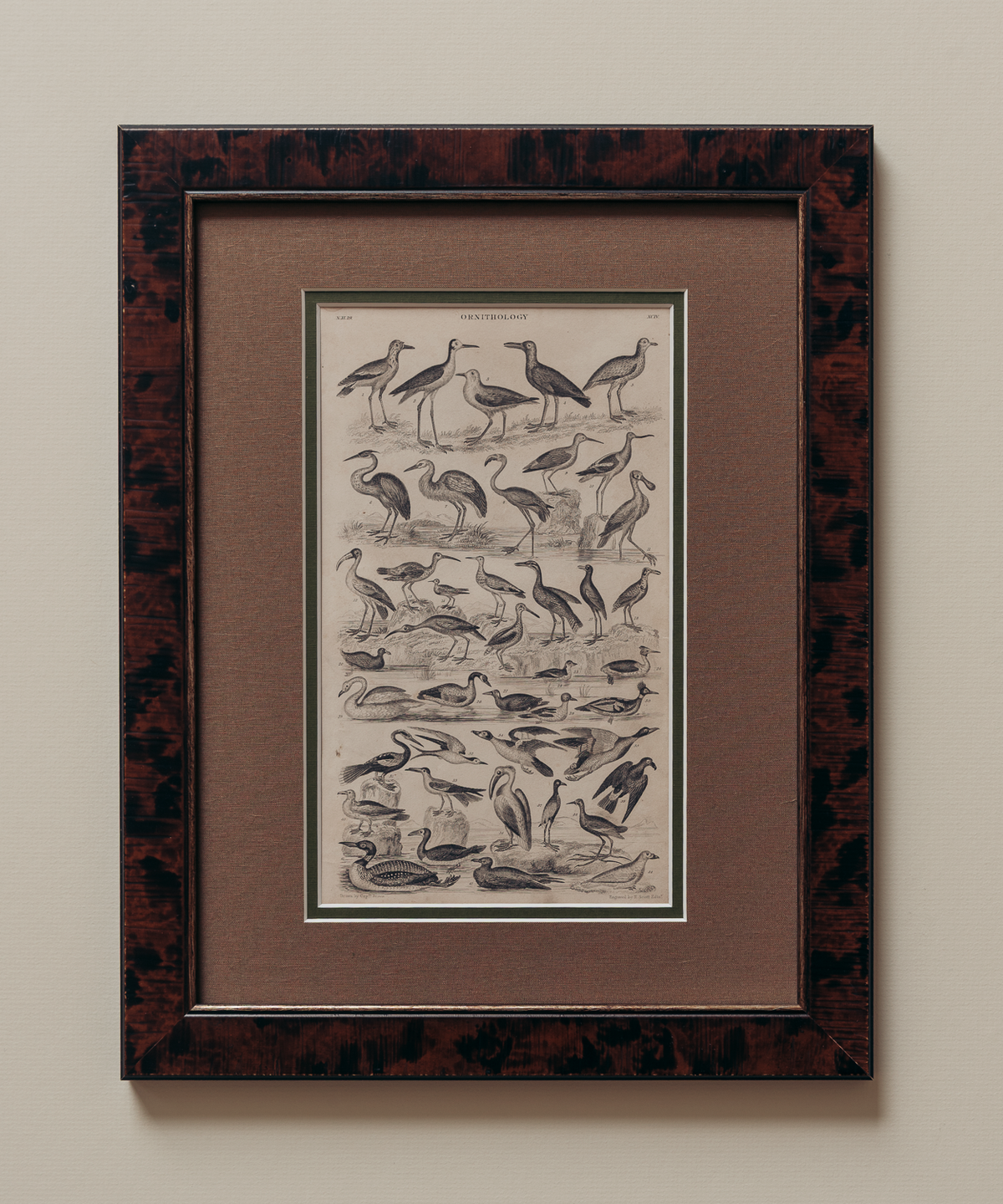 The Ornithology Plates