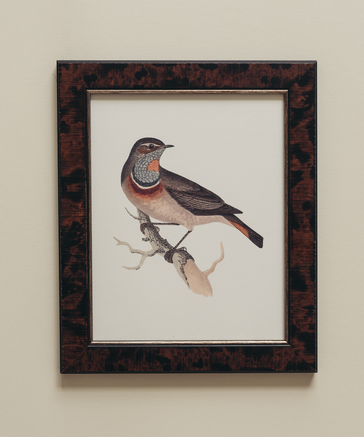 The British Birds