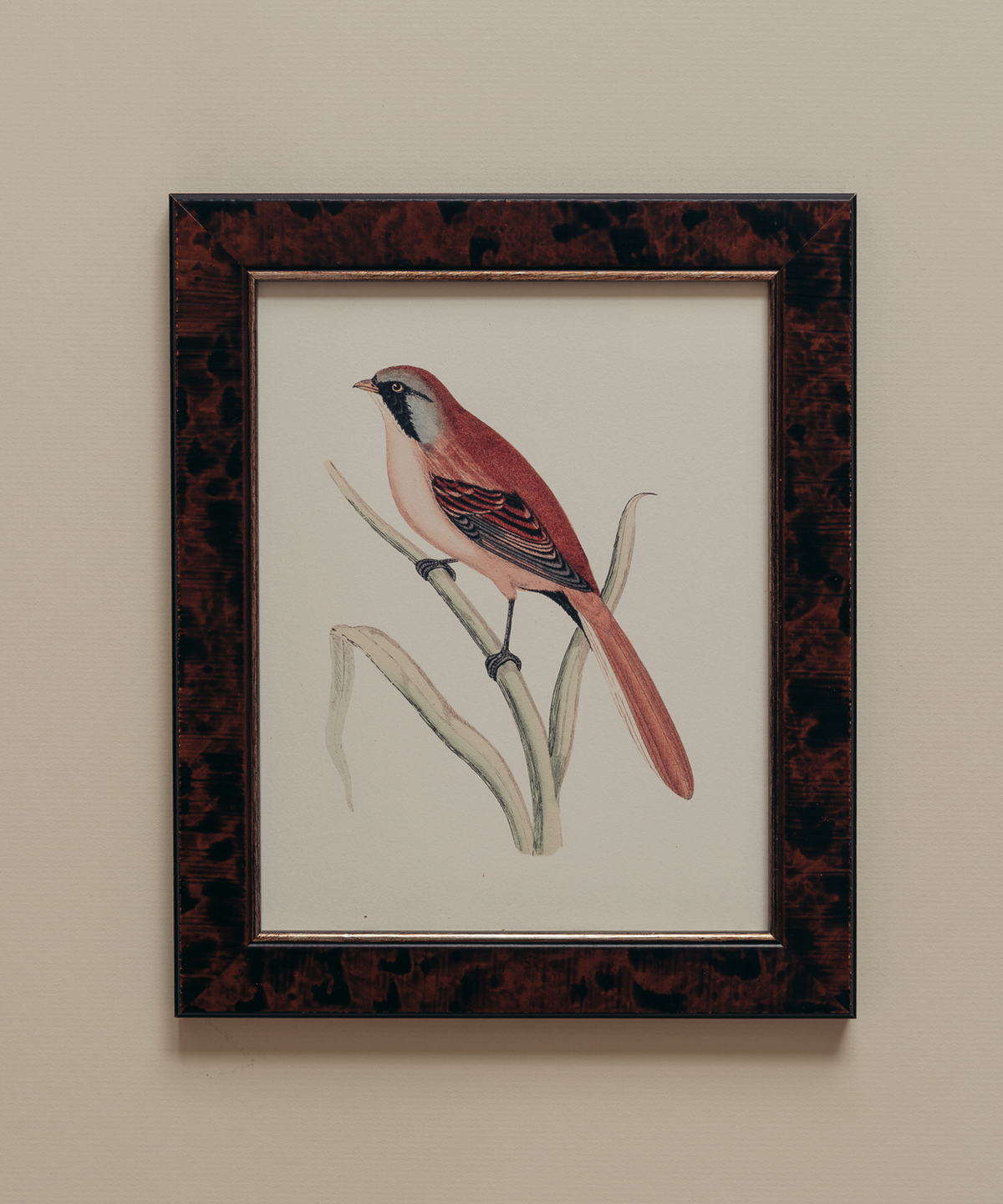 The British Birds