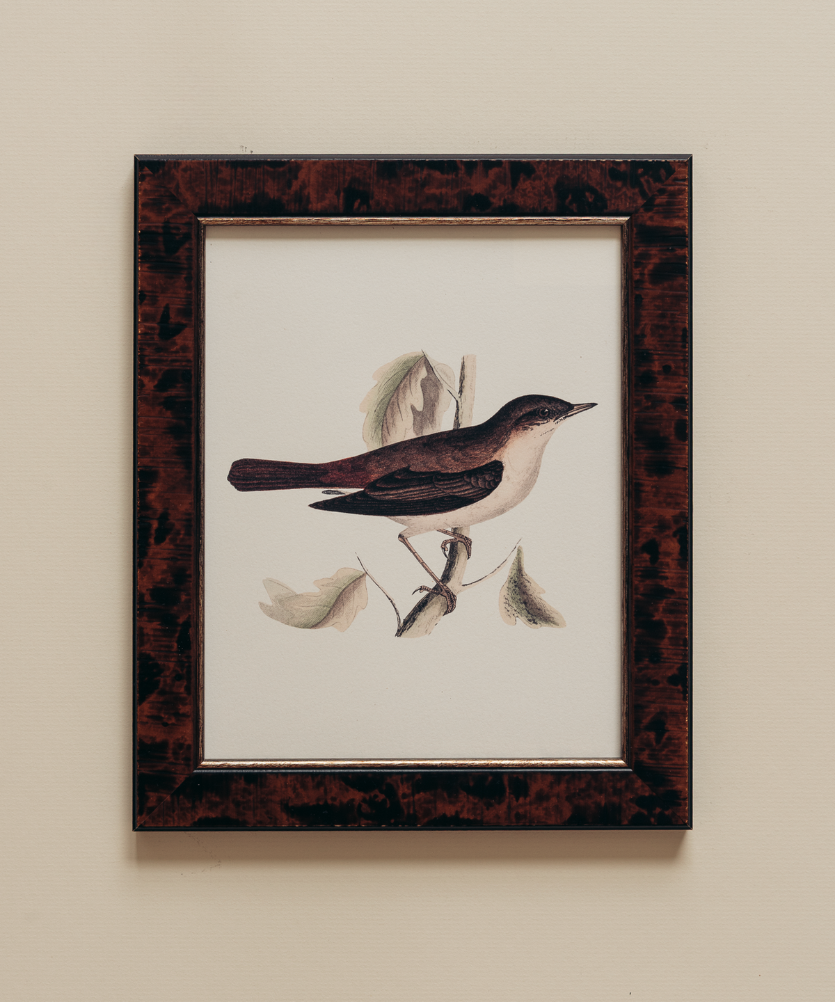 The British Birds