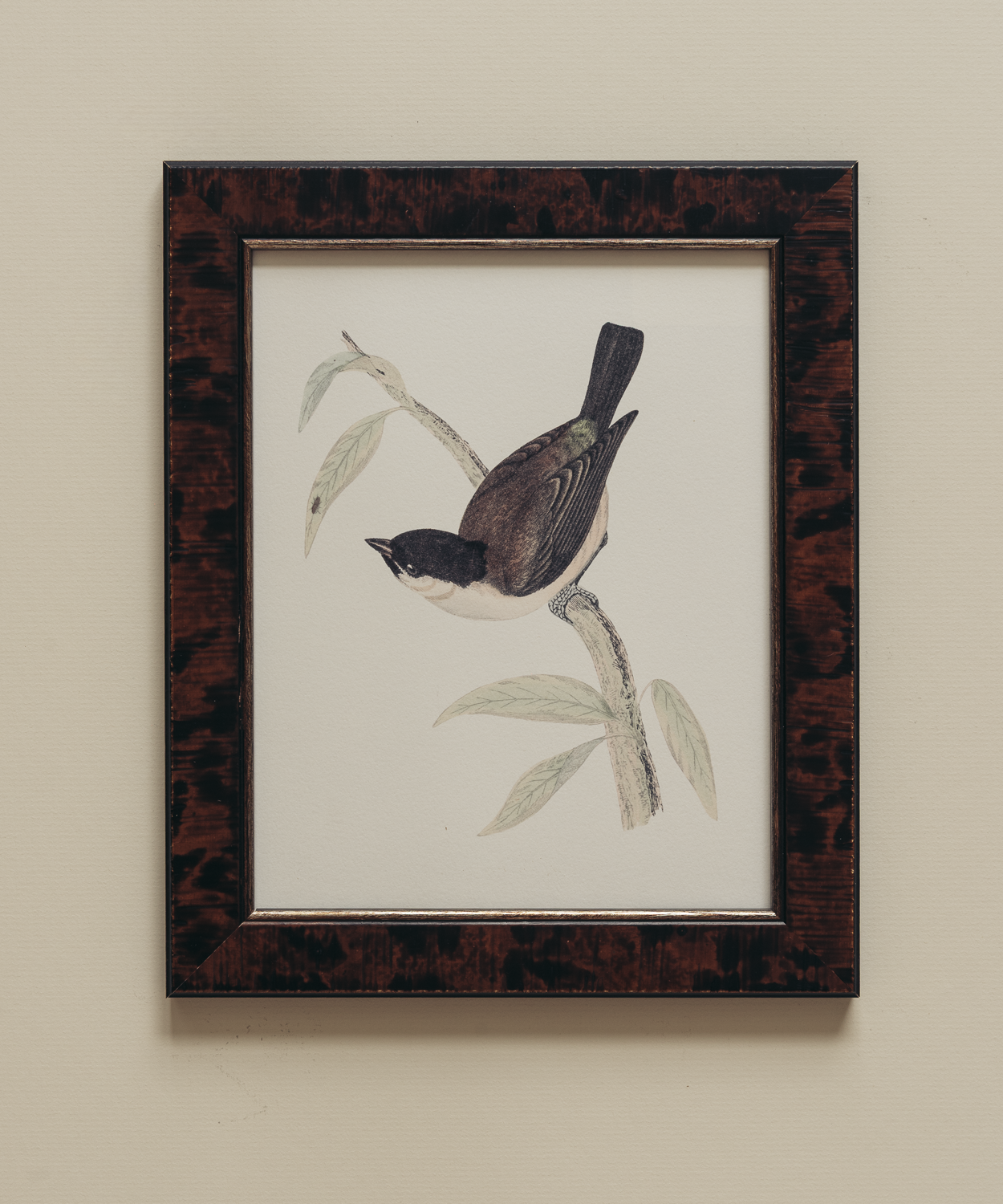 The British Birds