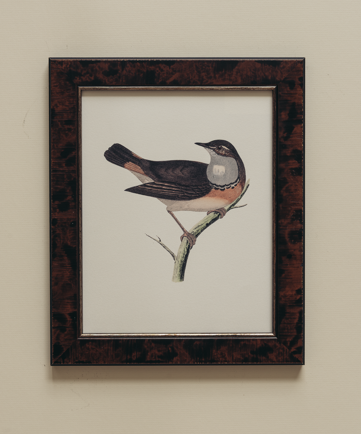 The British Birds