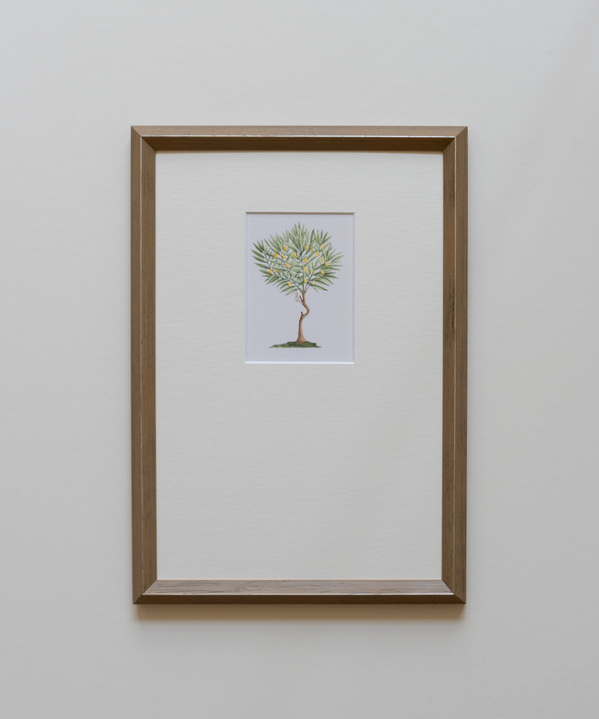 Framed artwork of an antique print of a lemon tree 